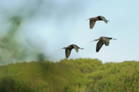 Ibis hnedy - Plegadis falcinellus - Glossy Ibis 0483